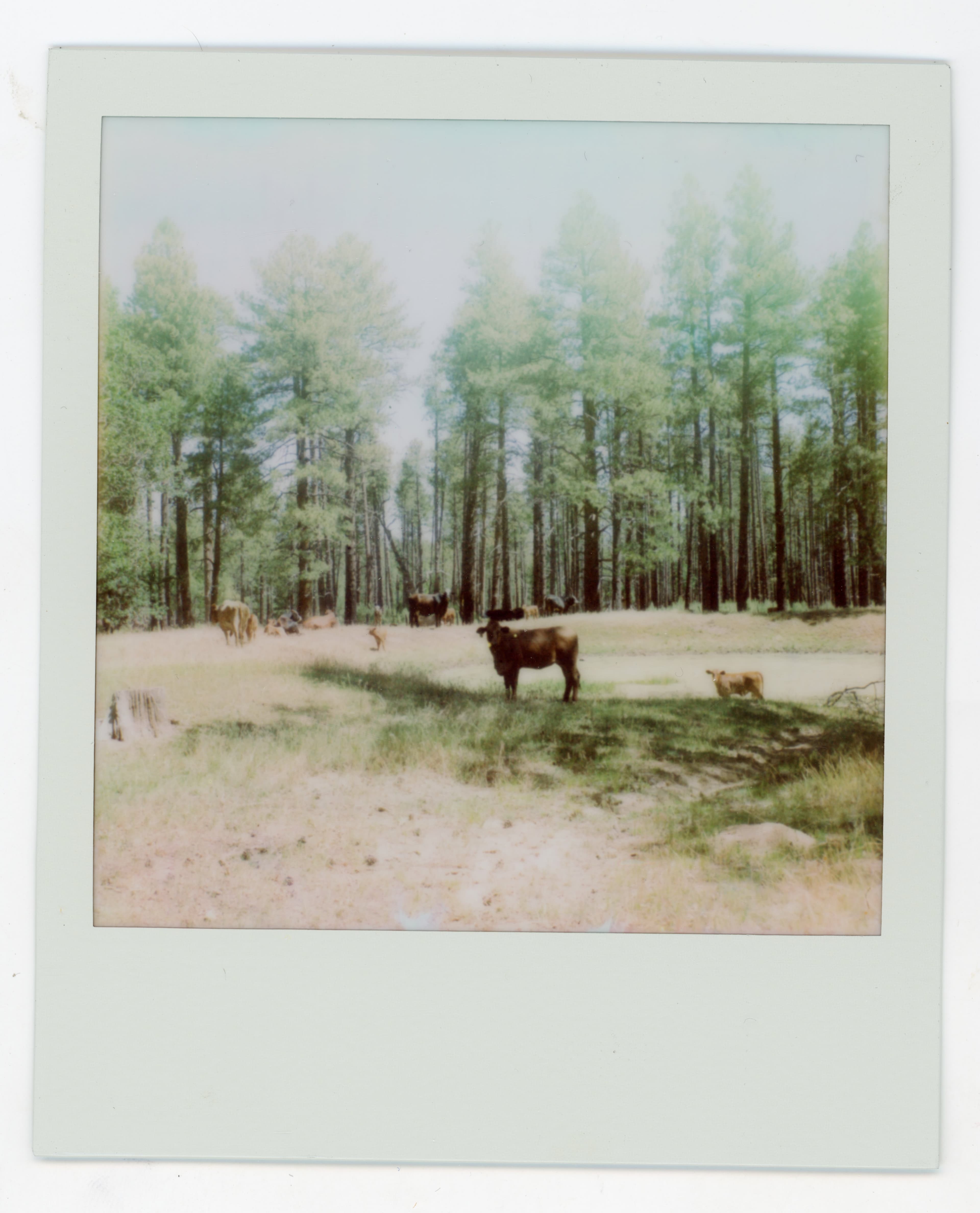 Polaroid landscape of tall pines with a horse in a clearing.